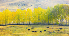 從成都到稻城亞丁旅游選擇包車還是報團好