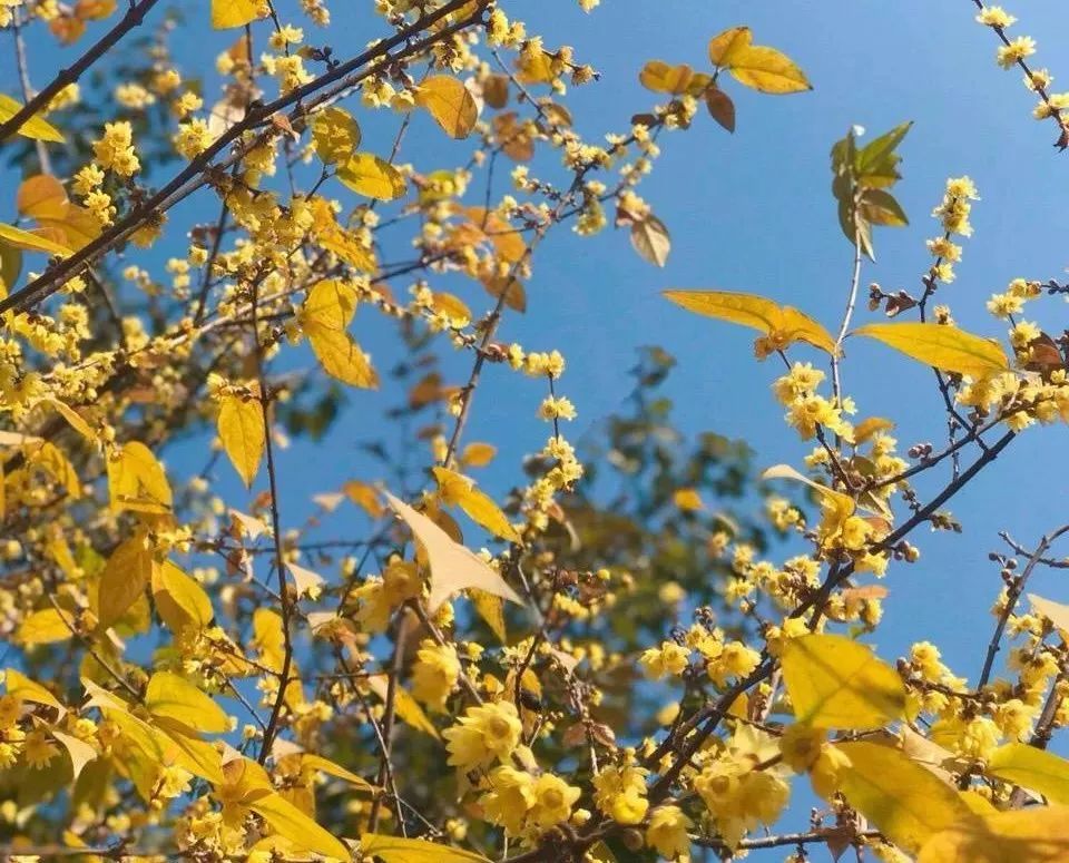 成都幸福梅林.jpg 成都幸福梅林.jpg