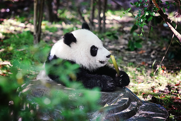 成都旅游 成都旅游