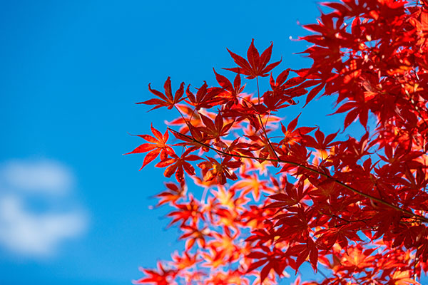成都租車看紅葉，最全紅葉觀賞大全獻給你